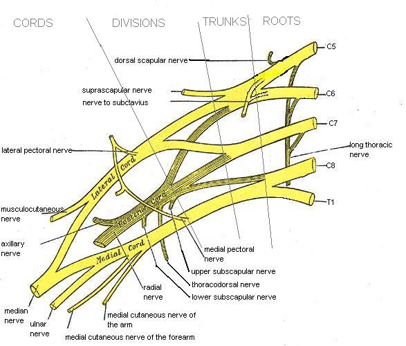 axillary nerve