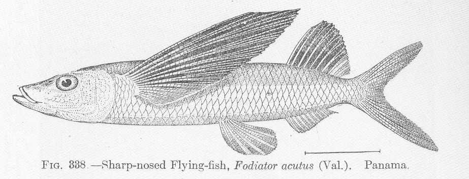 Fodiator