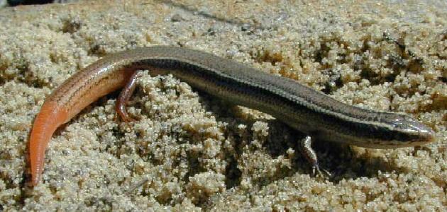 Mole Skink