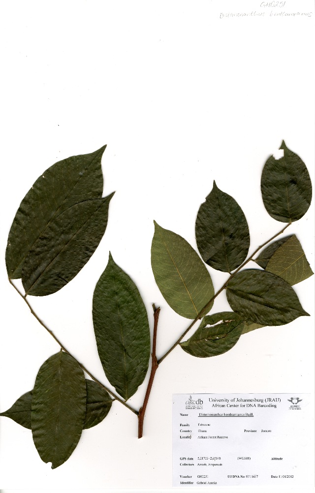 Distemonanthus benthamianus
