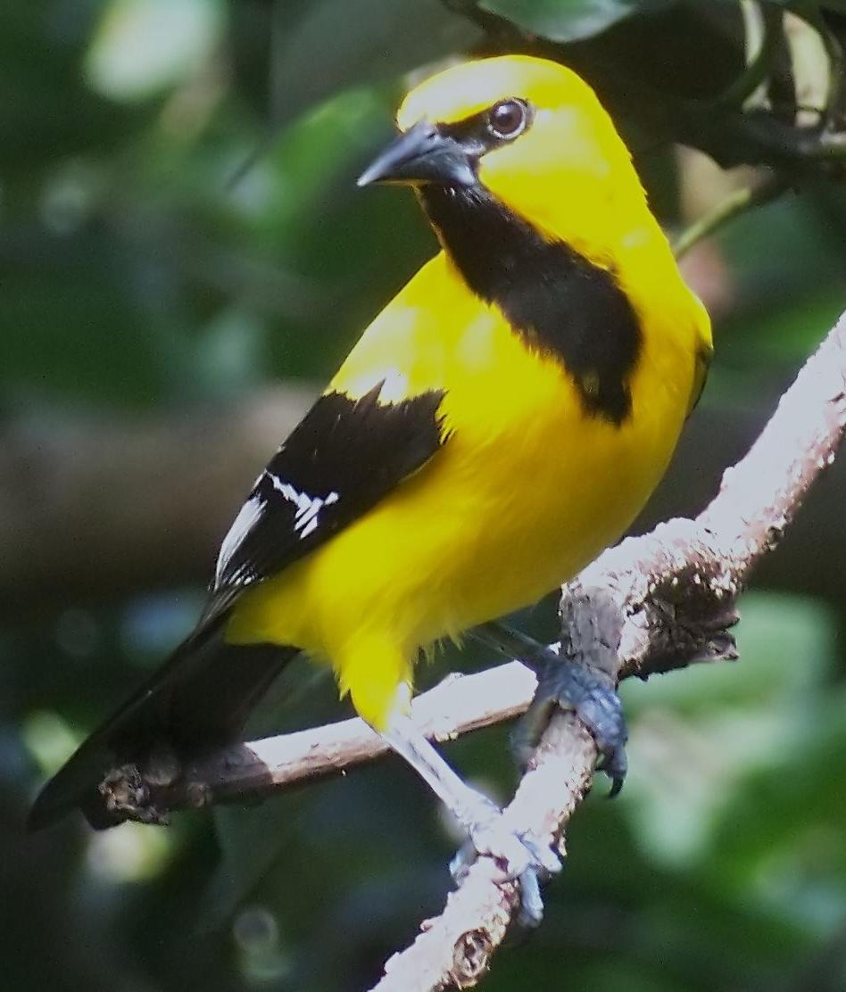 yellow oriole