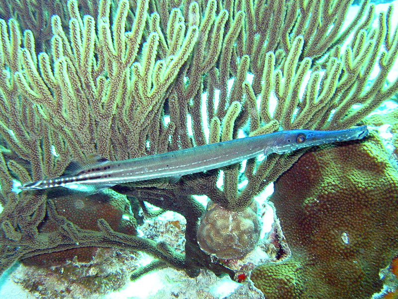 Aulostomidae