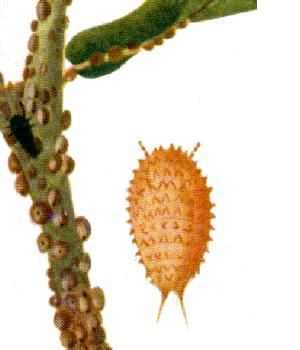 Eriococcidae