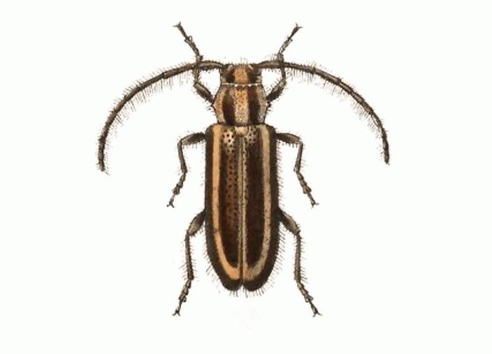 Eupogonius