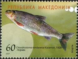 Chondrostoma vardarense