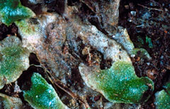 Corsiniaceae