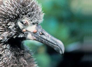Fowlpox virus