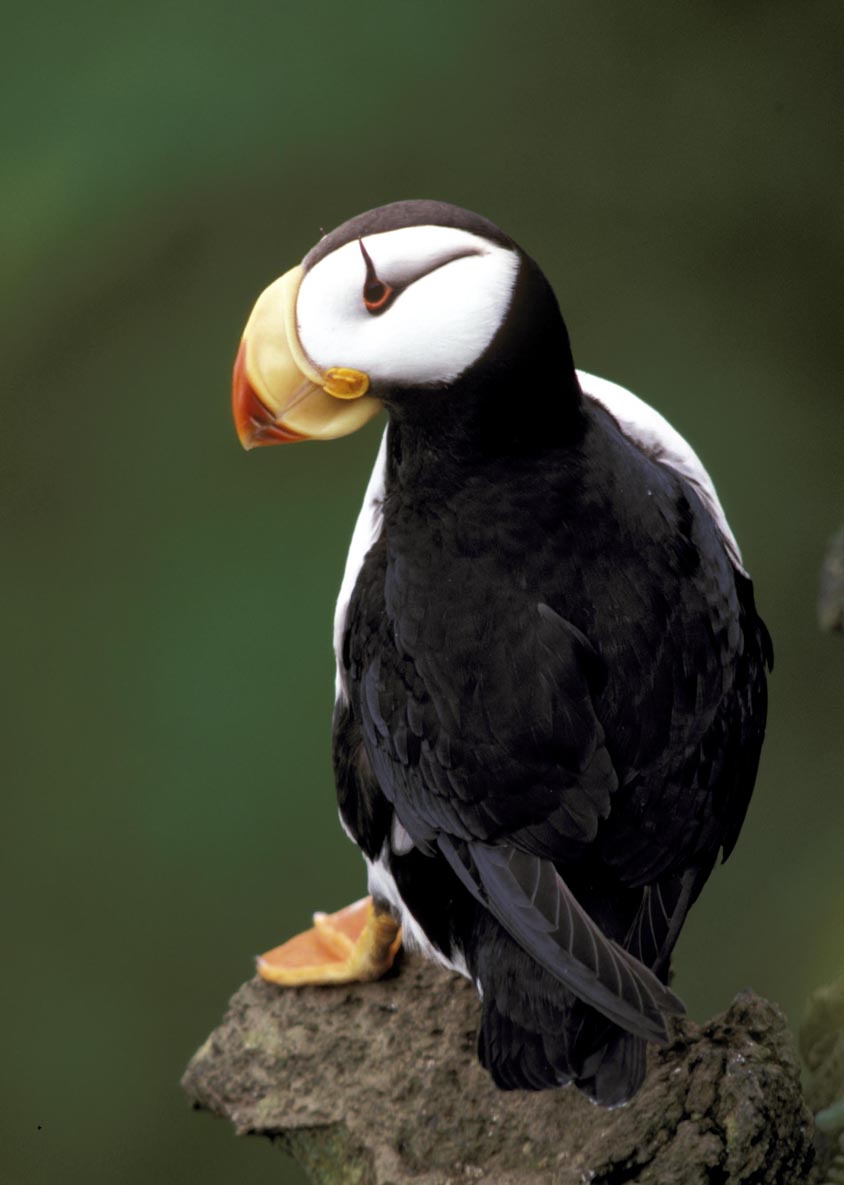 Horned Puffin