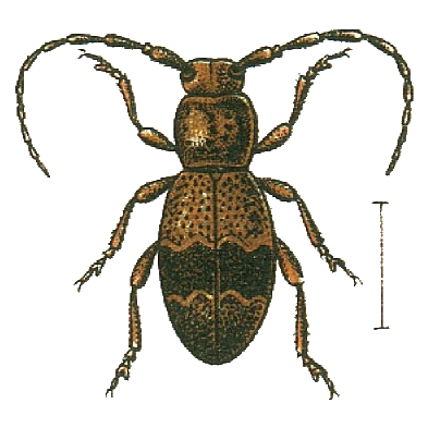 Parmena