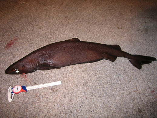 Velvet dogfish