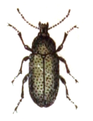 Mycteridae