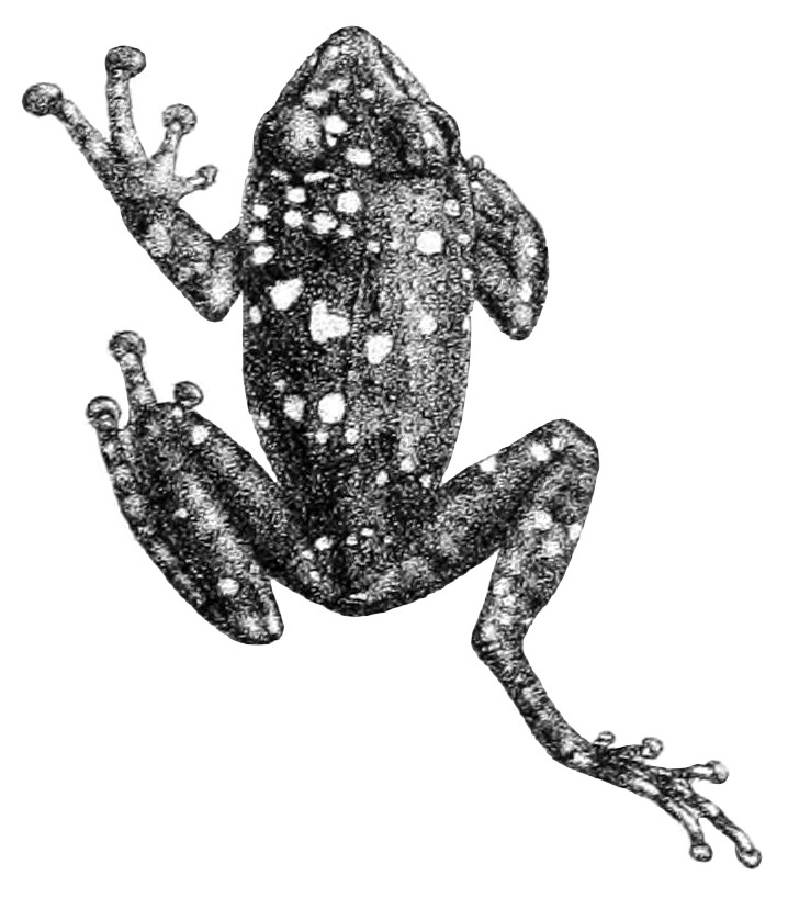 Pseudophilautus