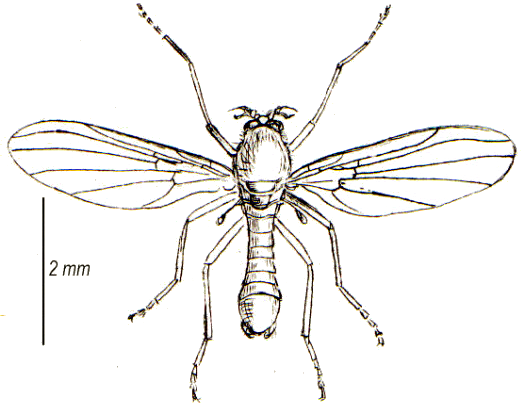 Thaumaleidae
