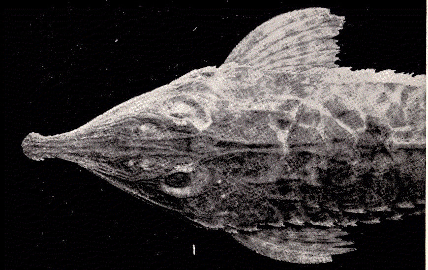 Hemiodontichthys acipenserinus