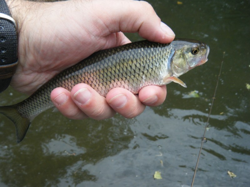 fallfish