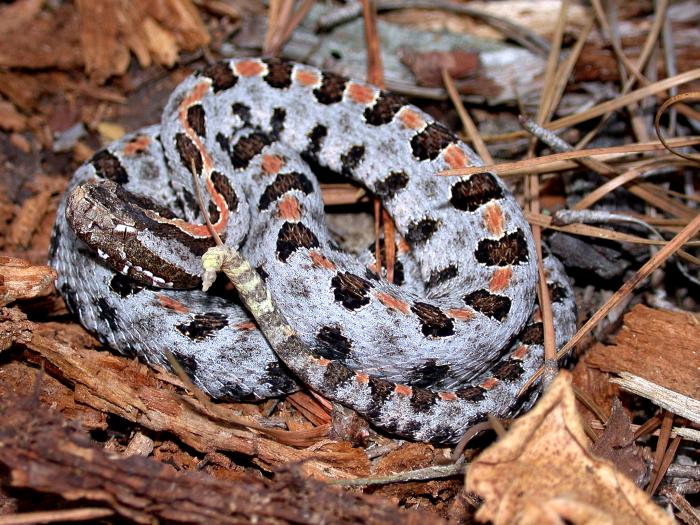 Sistrurus