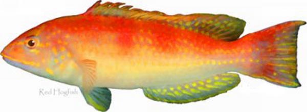 Decodon