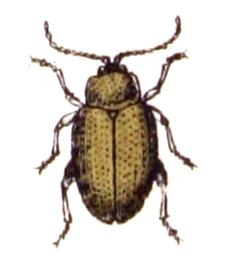 Psylliodes affinis