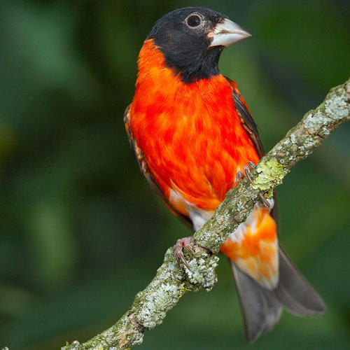 Carduelis cucullata