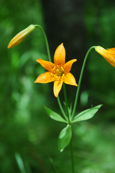 Lilium parvum