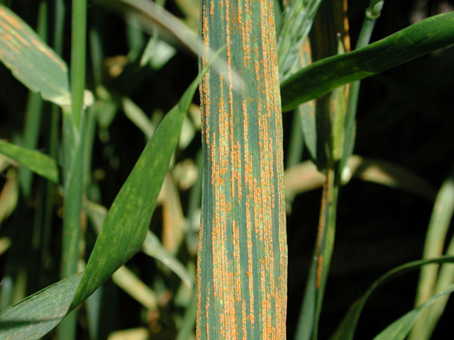 Puccinia striiformis