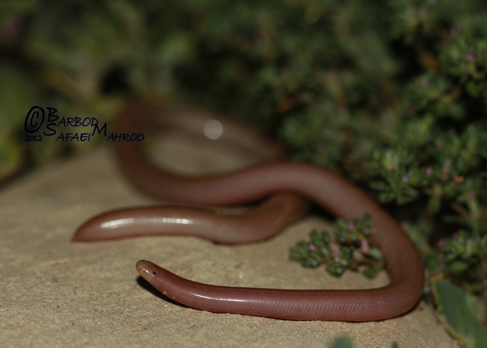 Typhlops wilsoni