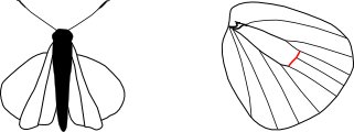 Trapezitinae