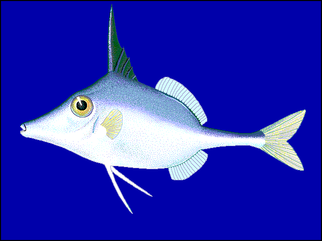 Triacanthus