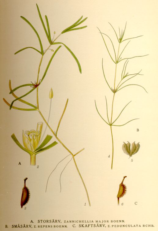 Zannichelliaceae