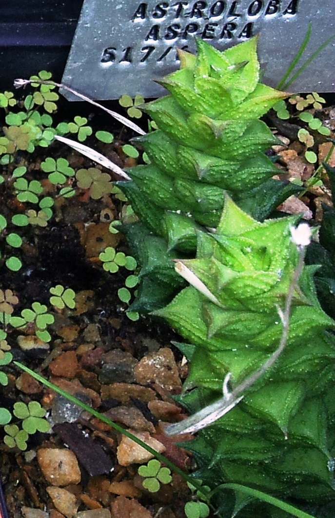 Astroloba corrugata