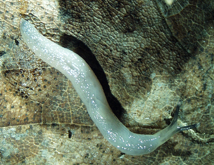 Boettgerilla pallens