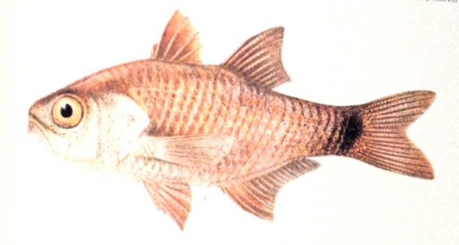 Archamia