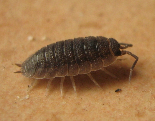 Porcellio