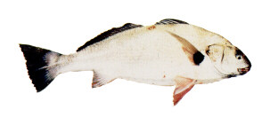 Spotfin croaker