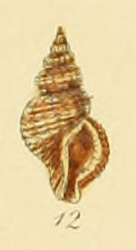Raphitoma