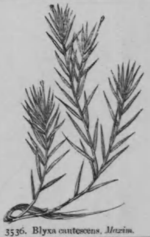 Blyxa japonica