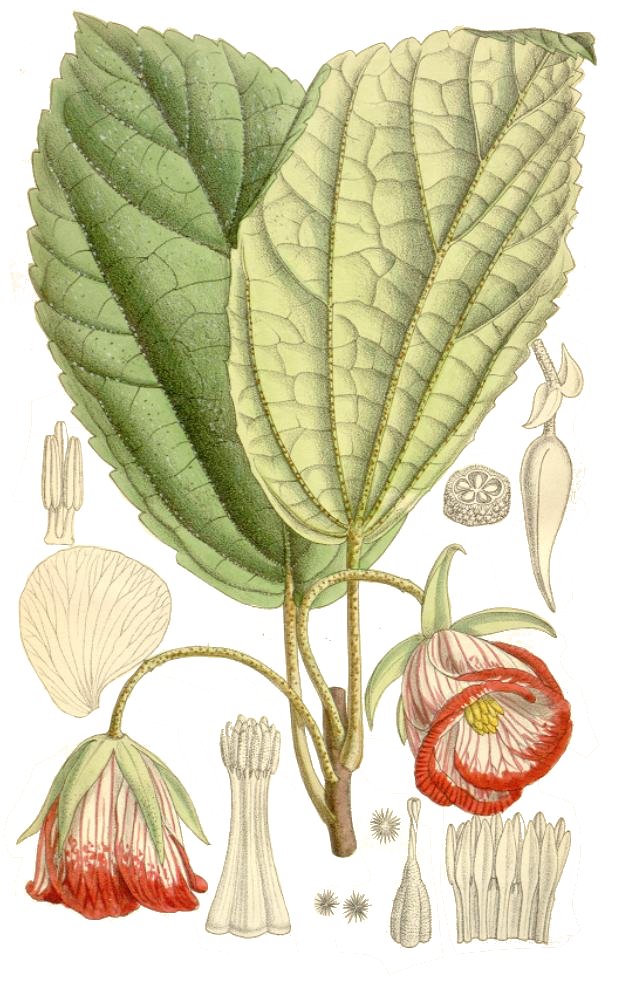 Trochetia