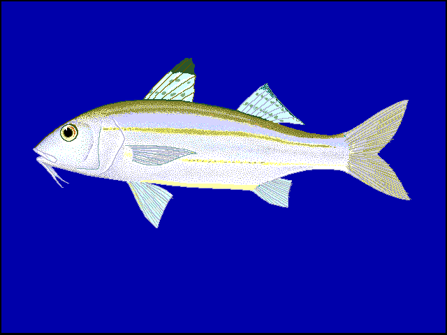 Upeneus sulphureus