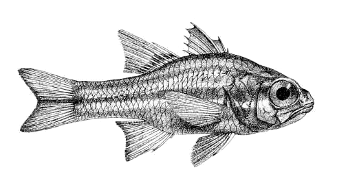 Ostorhinchus