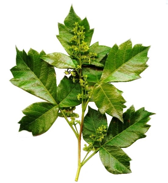 Searsia dentata