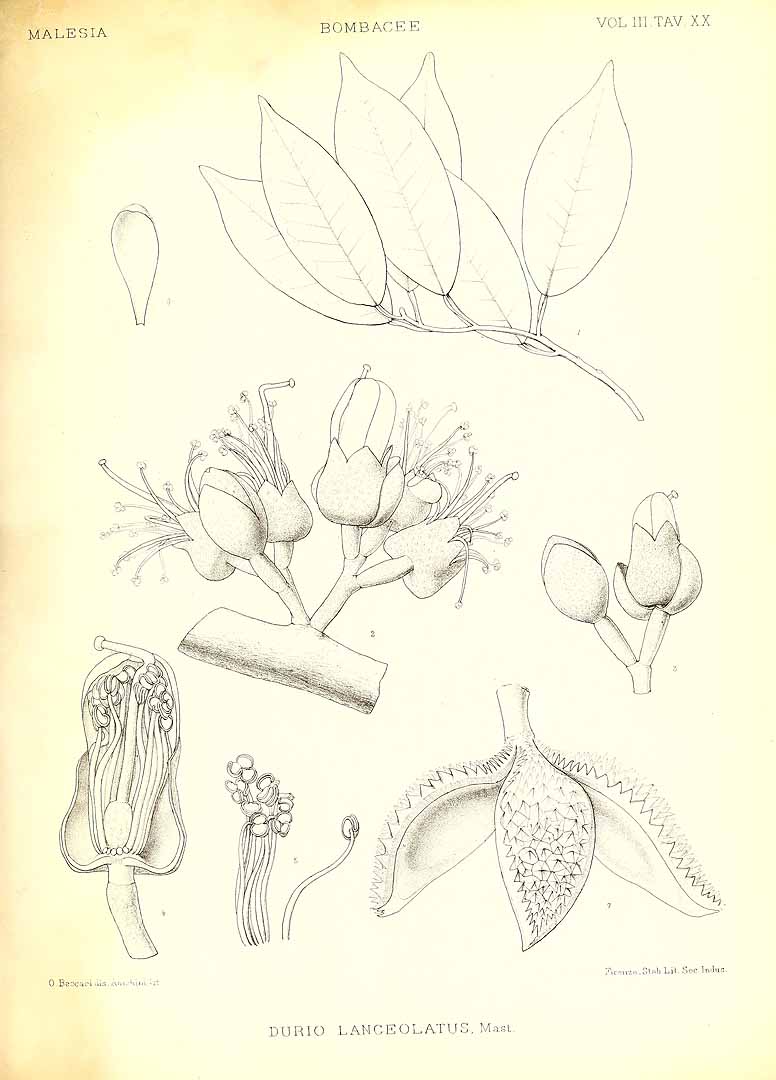 Durio lanceolatus