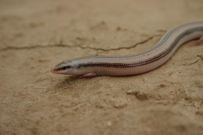 Ophiomorus nuchalis
