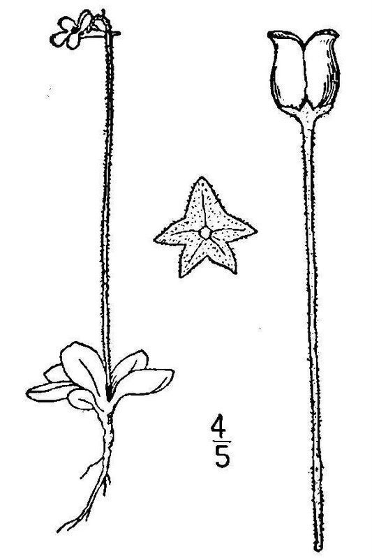 Pinguicula villosa
