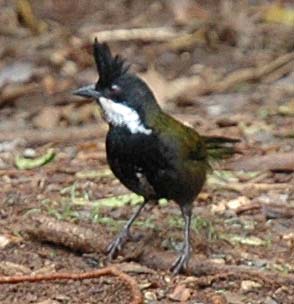 Psophodidae