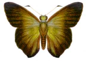Coeliadinae