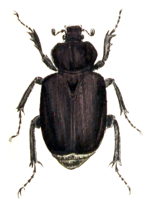 Osmoderma
