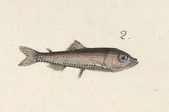 Vinciguerria poweriae