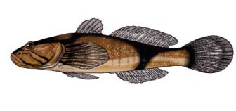 Benthophiloides