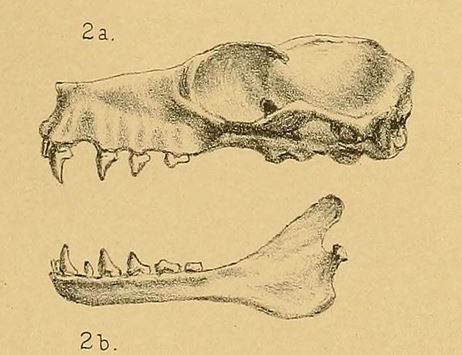 Minor Epauletted Fruit Bat