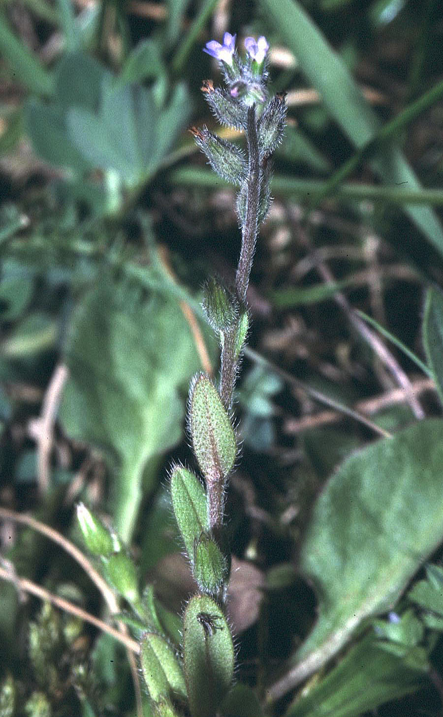 Myosotis stricta